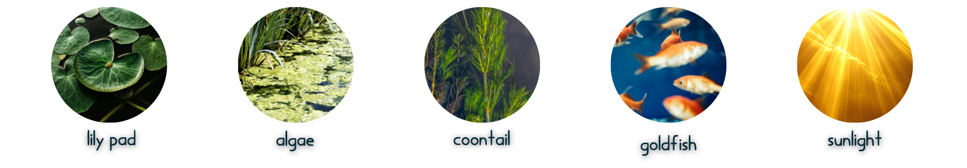 Scavenger hunt: find sea turtle, table coral, angelfish, sea anemone, branching coral, kelp, jellyfish